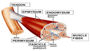 tendinitis and tendinosis